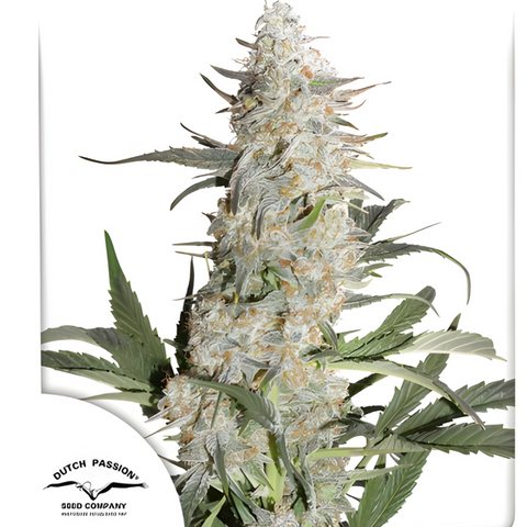 Semillas de marihuana