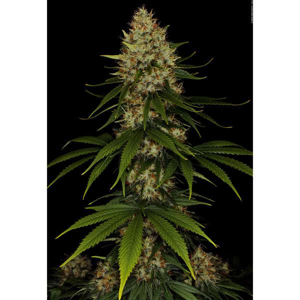 Planta entera de Space Cookies con su cola central y ramas laterales cargadas de flores