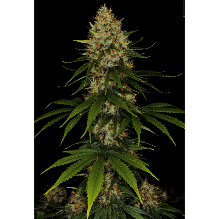 Space Cookies - Paradise Seeds