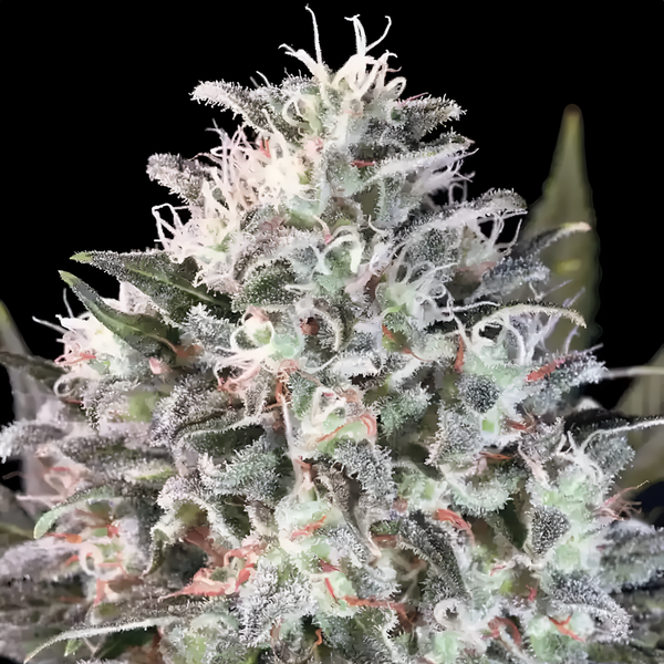 Flor de Space Cookies de Paradise Seeds en primer plano, cubierta de tricomas, sobre fondo negro