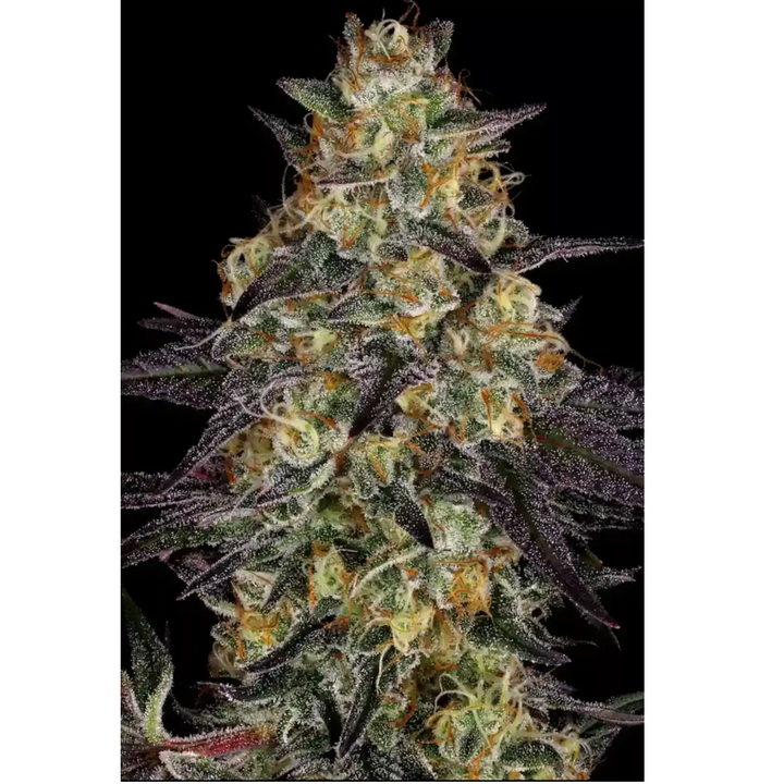 El Dorado OG - Paradise Seeds