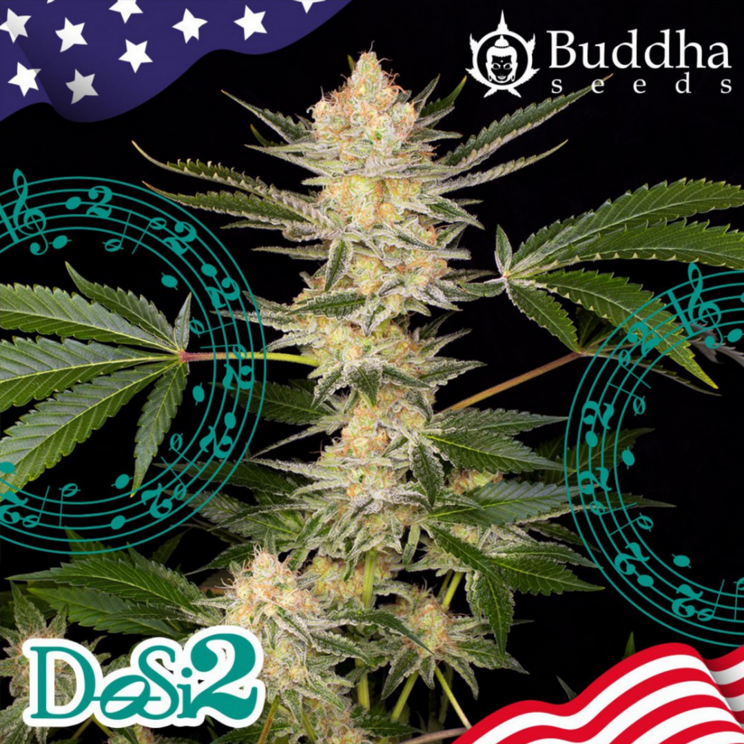 Buddha DOSI2 - Buddha Seeds
