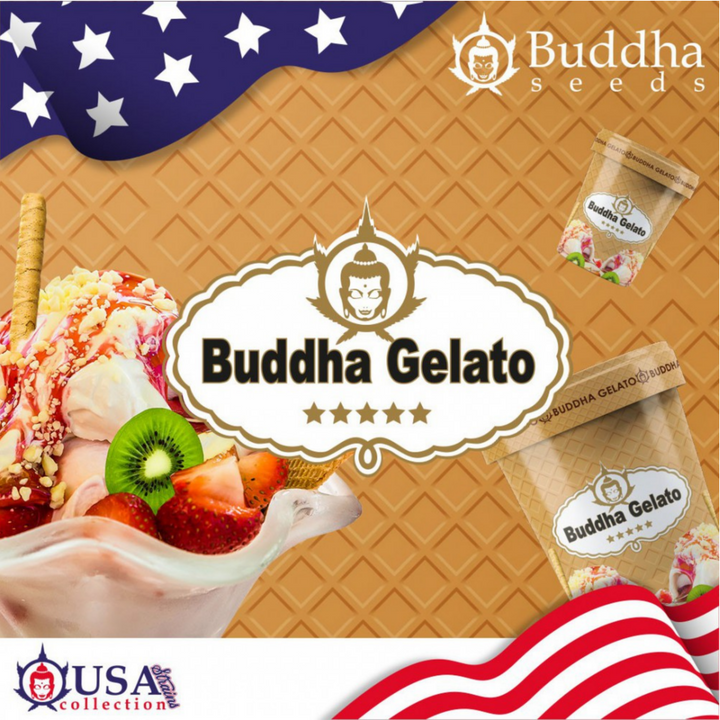 Buddha Gelato - Buddha Seeds