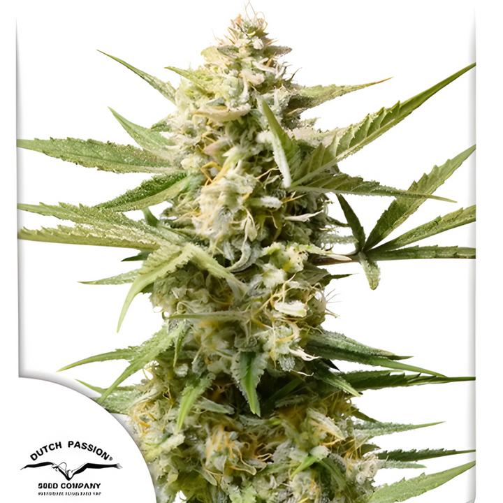 Auto Cinderella Jack® - Dutch Passion