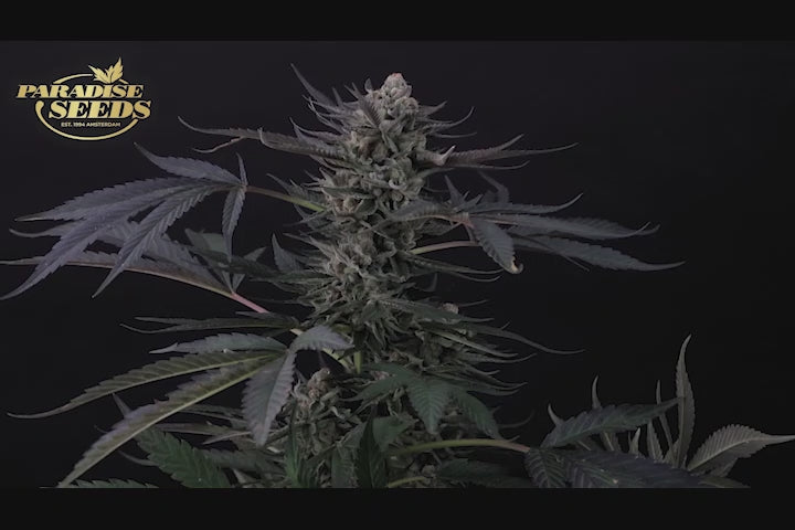 Tangerine Sorbet - Paradise Seeds