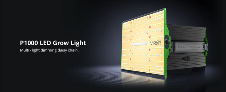 ViparSpectra P1000 instalado en una carpa de cultivo indoor con plantas