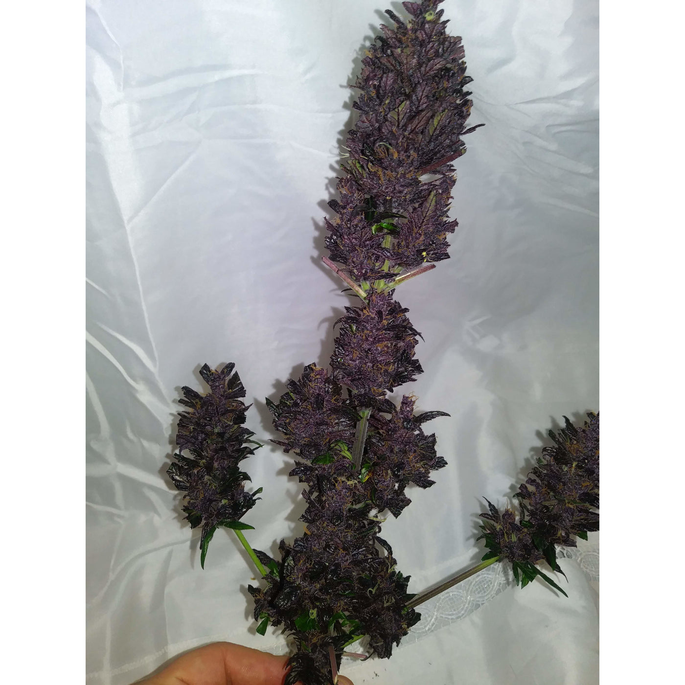 Purple Punch - Seedstockers - Bloommart Colombia