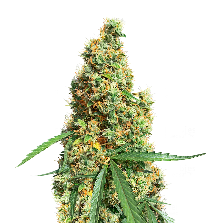 AK 420 Auto - Seedstockers