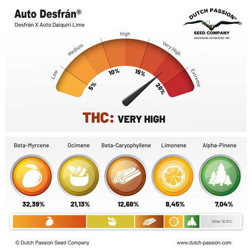 Auto Desfrán® - Dutch Passion