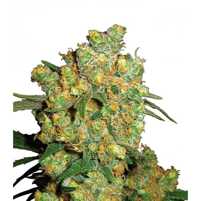 Big Bud - Seedstockers