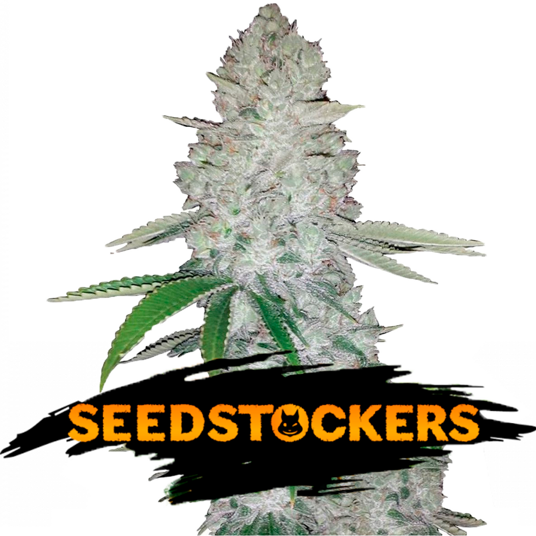 USA Auto Mix Pack x 12 semillas - Seedstockers