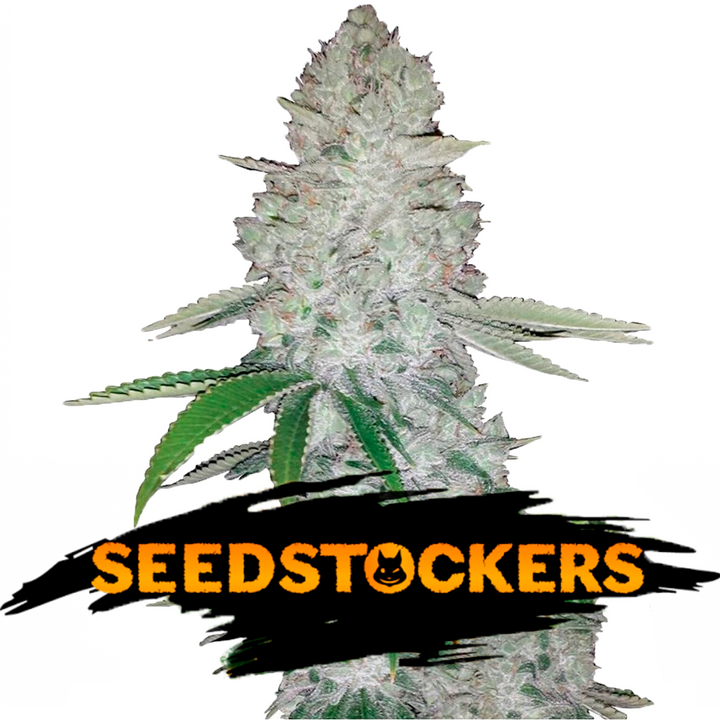 USA Auto Mix Pack x 12 semillas - Seedstockers