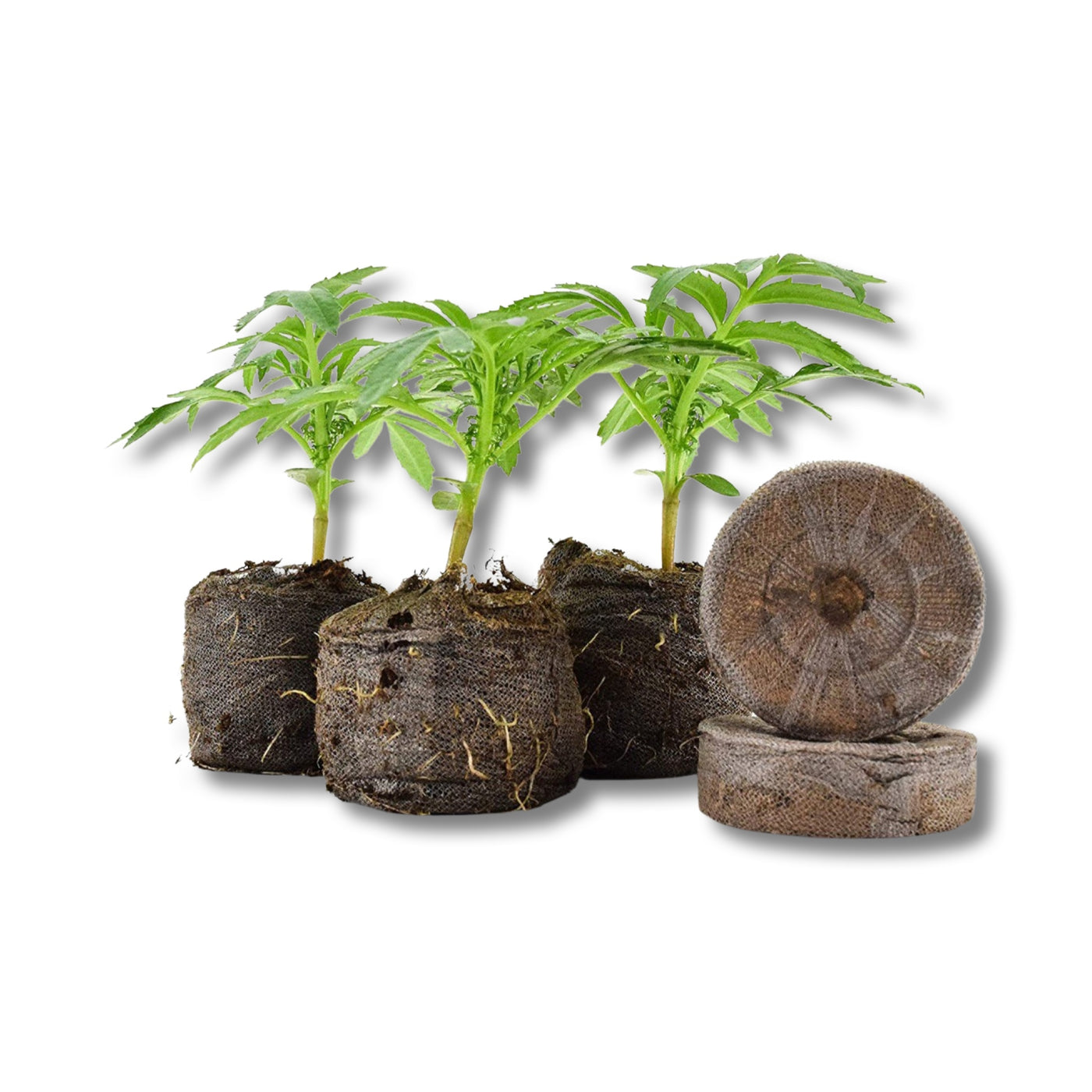 Kit Domo Germinador + 12 Pellet