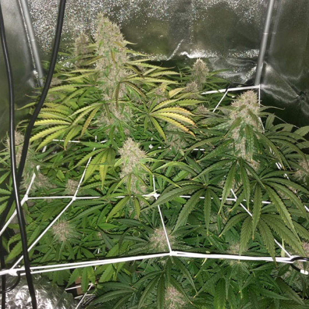 Auto Desfrán® - Dutch Passion