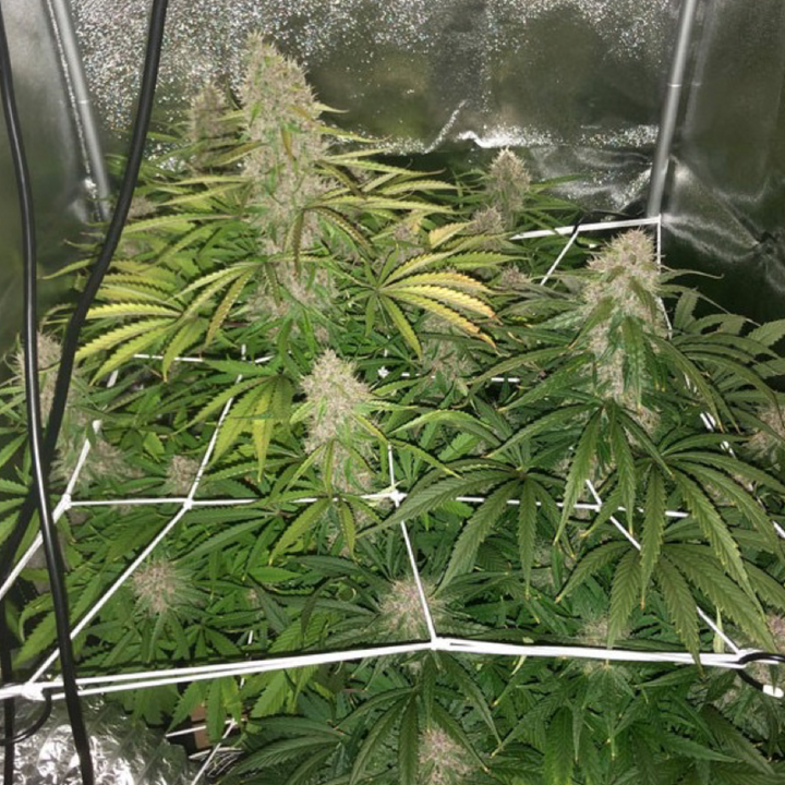 Auto Desfrán® - Dutch Passion