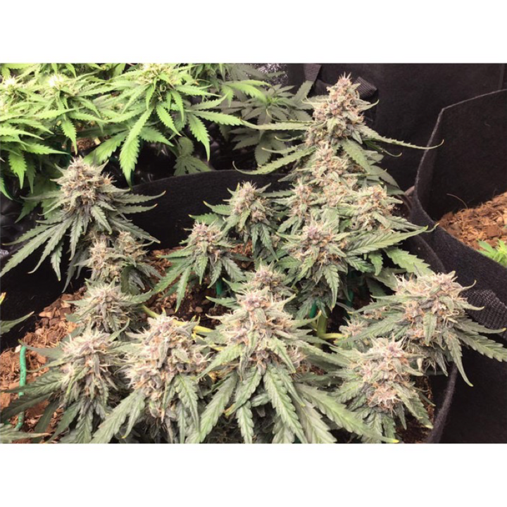 Auto Desfrán® - Dutch Passion