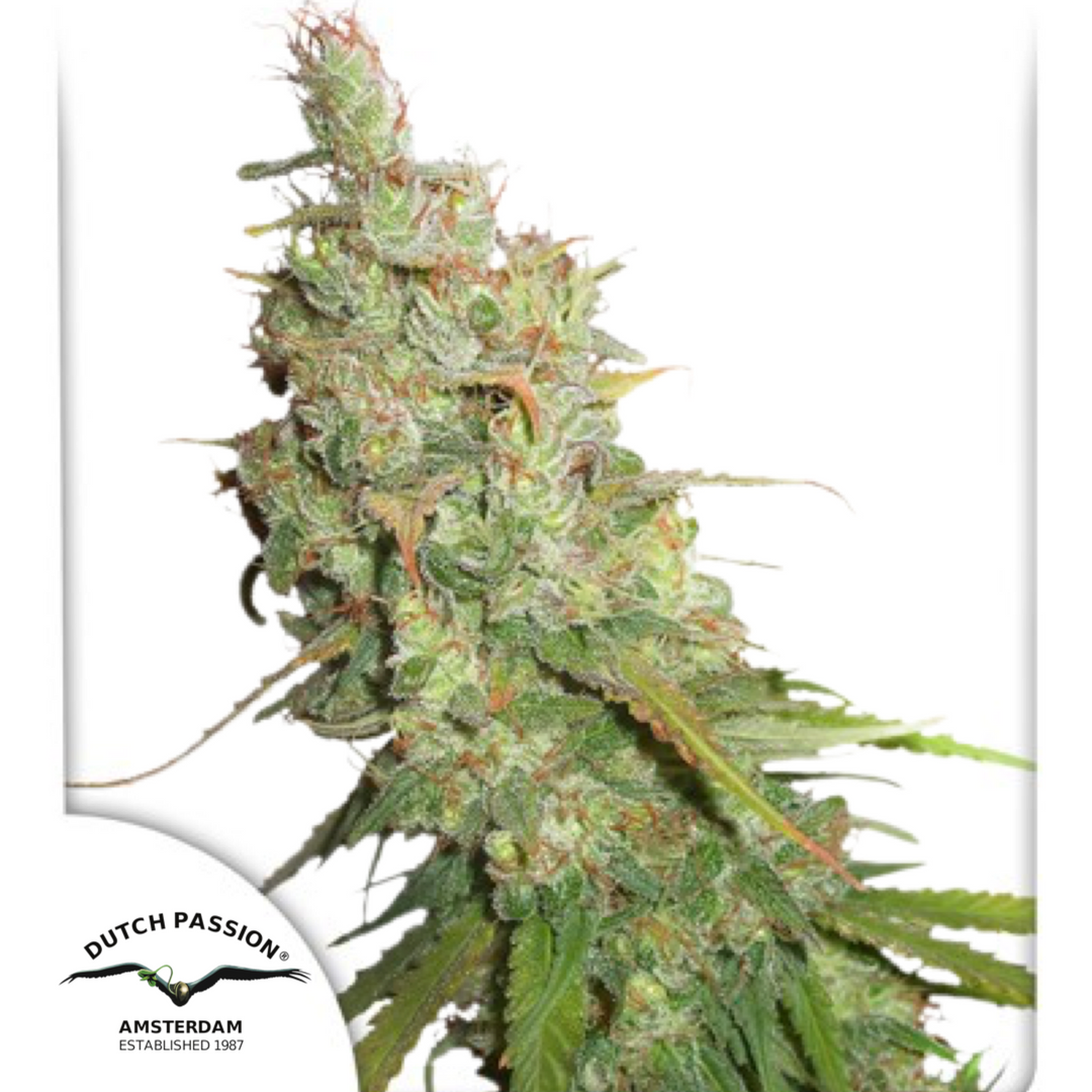 Auto Desfrán® - Dutch Passion