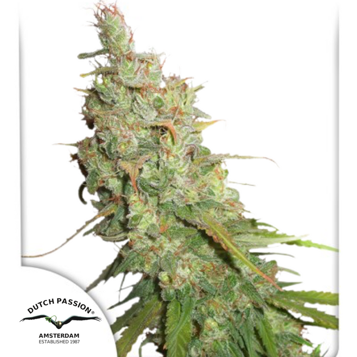 Auto Desfrán® - Dutch Passion