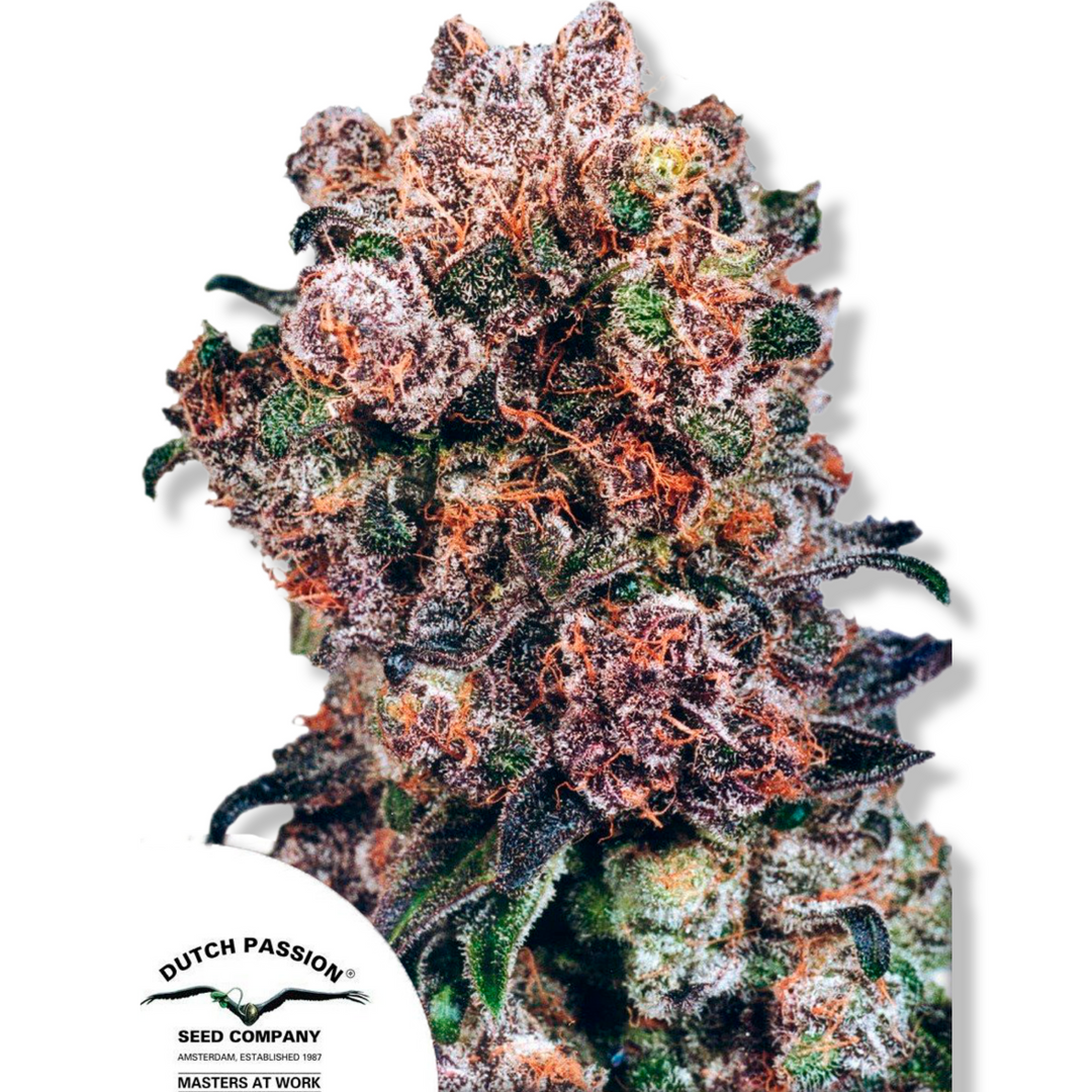 Blueberry® - Dutch Passion - Bloommart Colombia