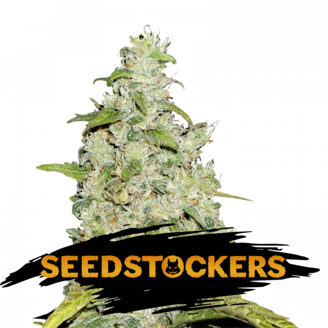 Amnesia Auto - Seedstockers