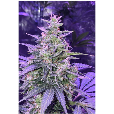 Amnesia Auto - Seedstockers