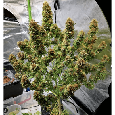 Amnesia Auto - Seedstockers