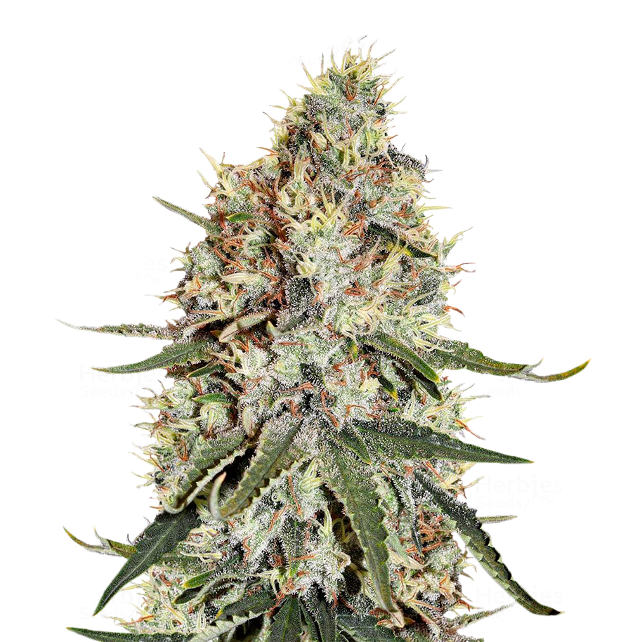 Amnesia - Seedstockers