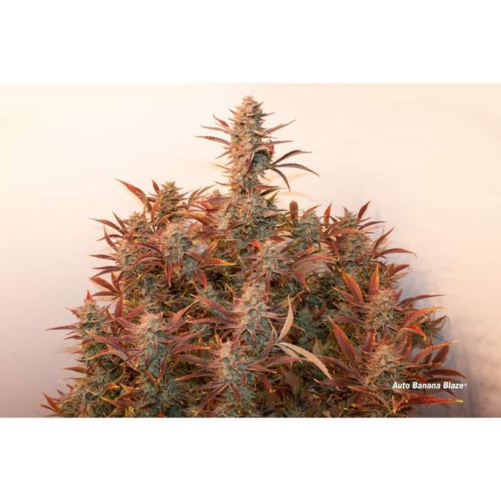 Banana Blaze Auto® - Dutch Passion