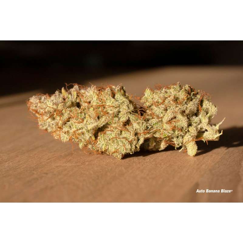 Banana Blaze Auto® - Dutch Passion