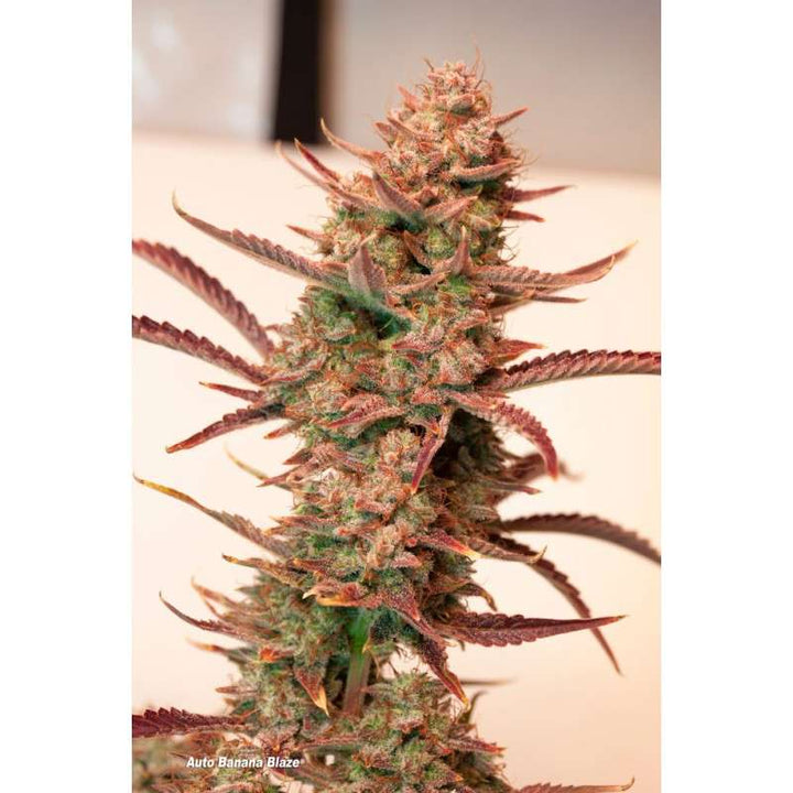 Banana Blaze Auto® - Dutch Passion