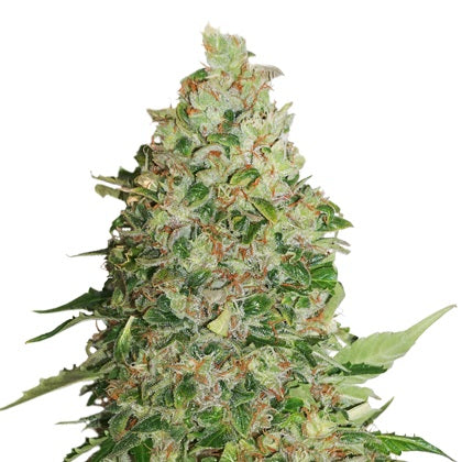 BCN Critical XXL Fast - Seedstockers