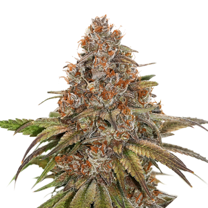 Blackberry Gum - Seedstockers - Bloommart Colombia