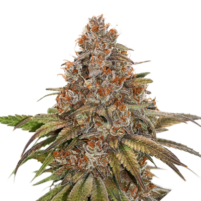Blackberry Gum - Seedstockers - Bloommart Colombia