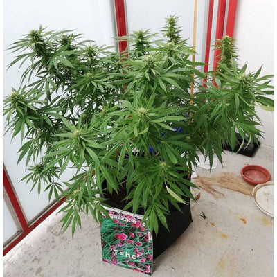Blackberry Gum - Seedstockers - Bloommart Colombia