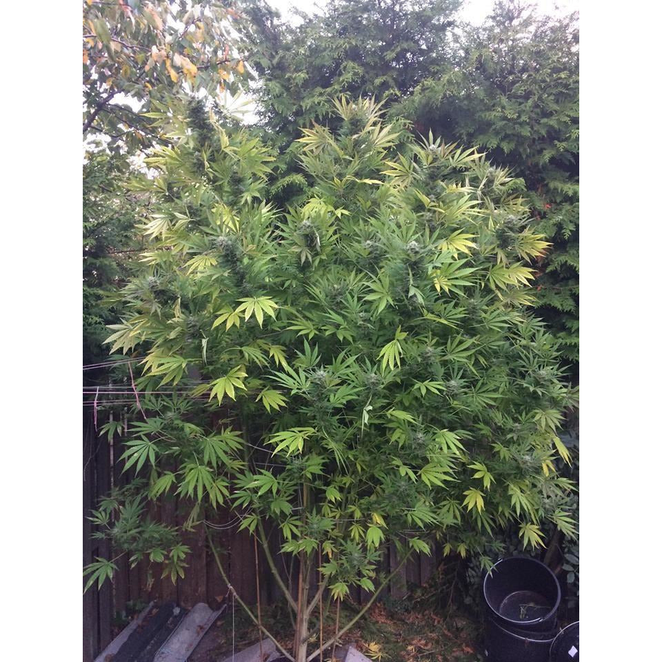 OG Kush - Seedstockers - Bloommart Colombia