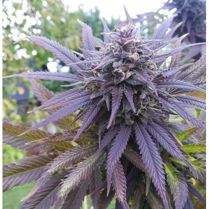 Blueberry® - Dutch Passion - Bloommart Colombia