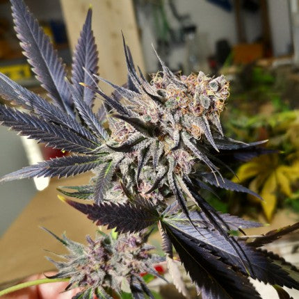 Blueberry® - Dutch Passion - Bloommart Colombia