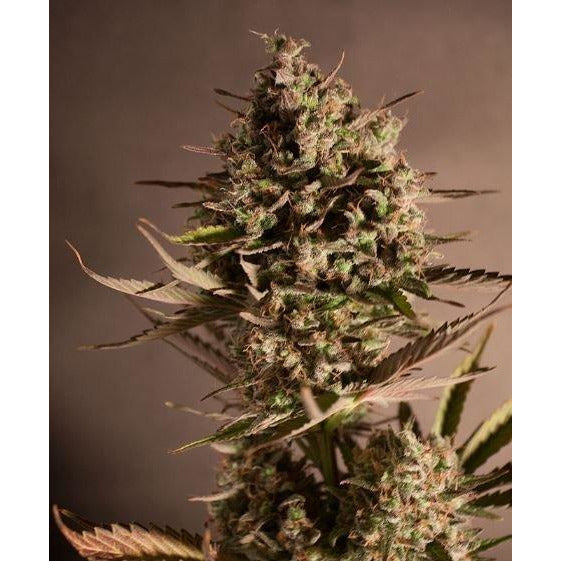 Blueberry® - Dutch Passion - Bloommart Colombia