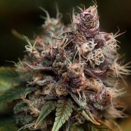 Blueberry® - Dutch Passion - Bloommart Colombia