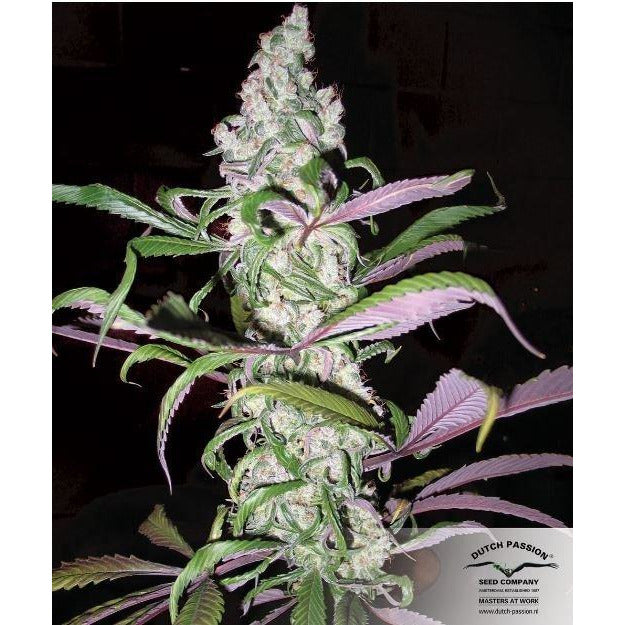 Blueberry® - Dutch Passion - Bloommart Colombia