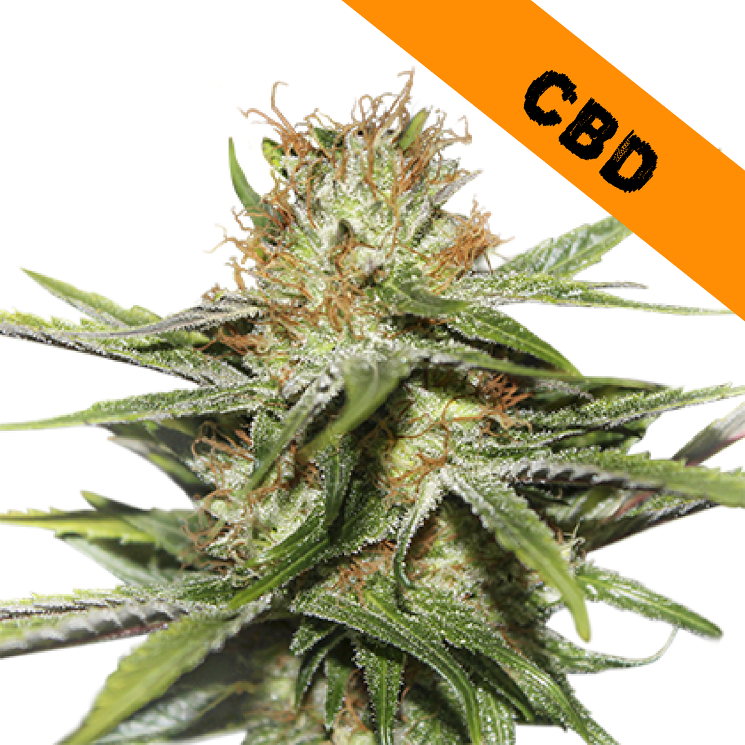 CBD Critical XXL - Seedstockers - Bloommart Colombia