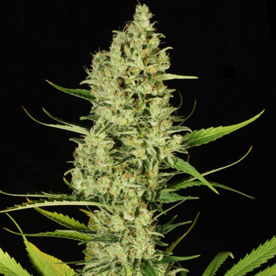 DelaHaze - Paradise Seeds