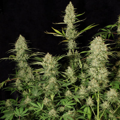 DelaHaze - Paradise Seeds