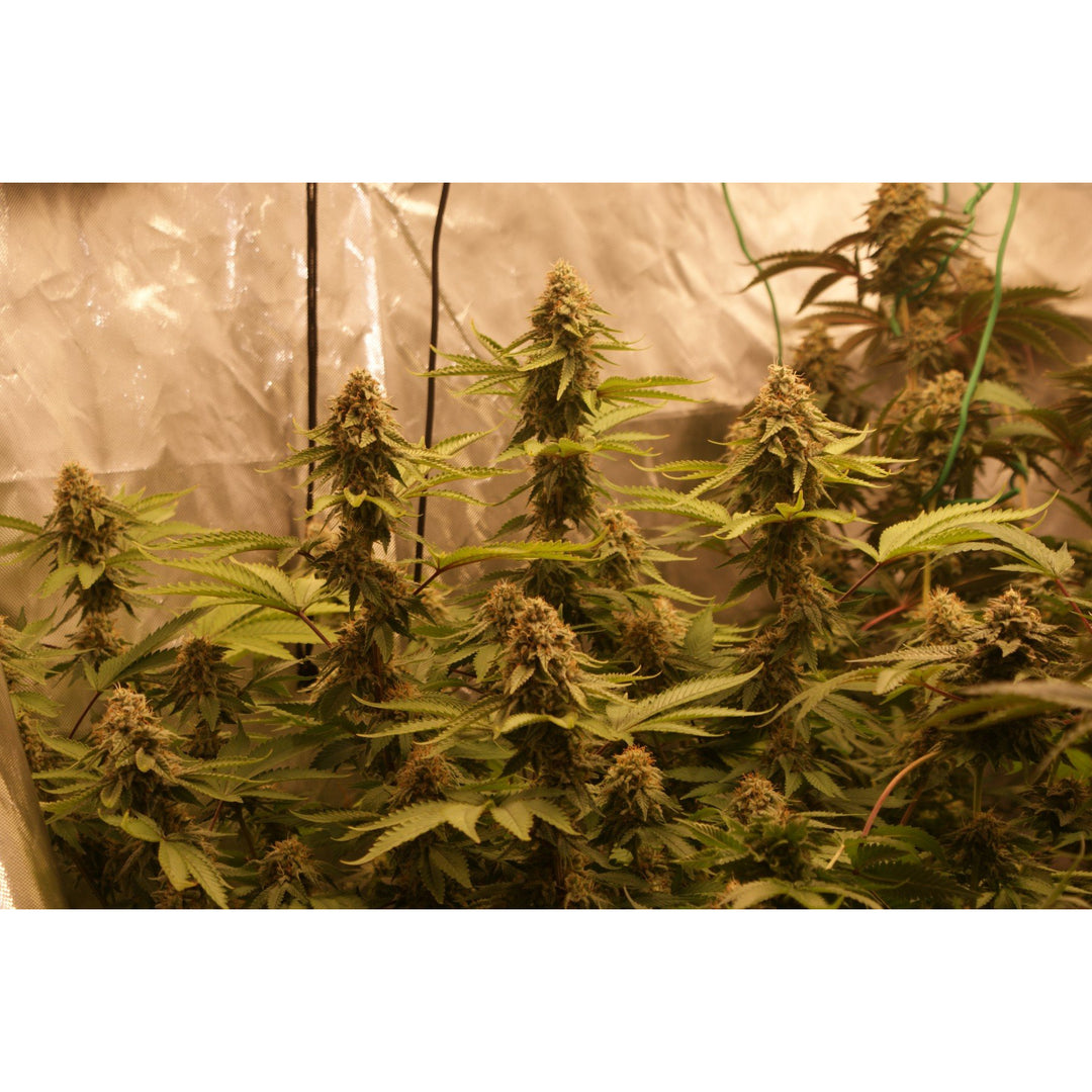 Gorilla Glue - Seedstockers - Bloommart Colombia