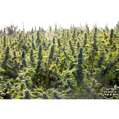 DelaHaze - Paradise Seeds