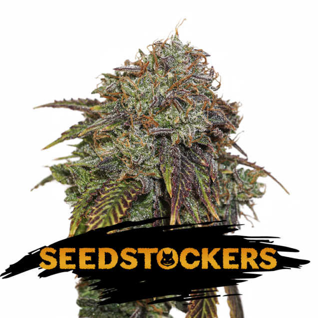 USA Auto Mix Pack x 12 semillas - Seedstockers