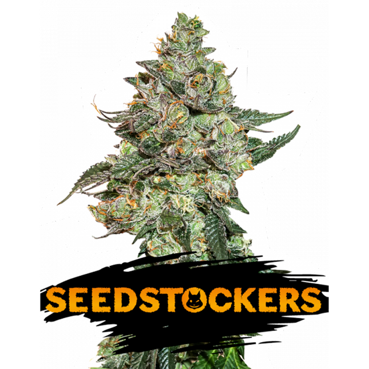 USA Auto Mix Pack x 12 semillas - Seedstockers