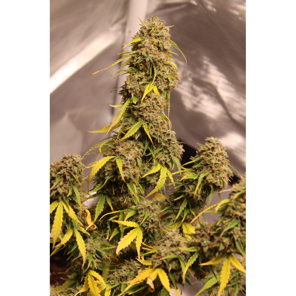 Gorilla Glue Auto - Seedstockers