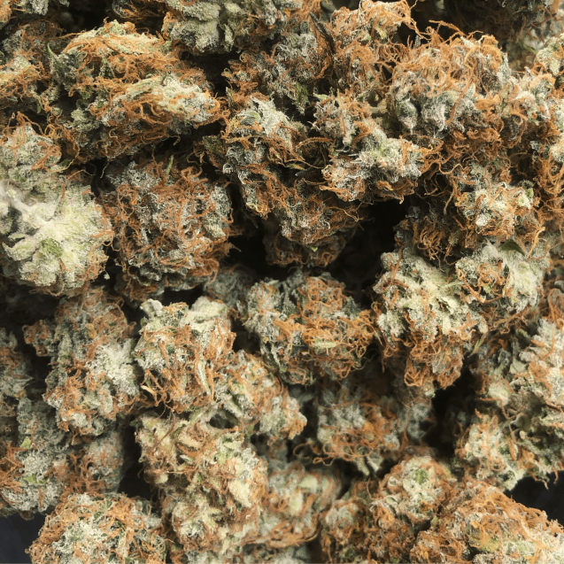 Gorilla Glue Auto - Seedstockers