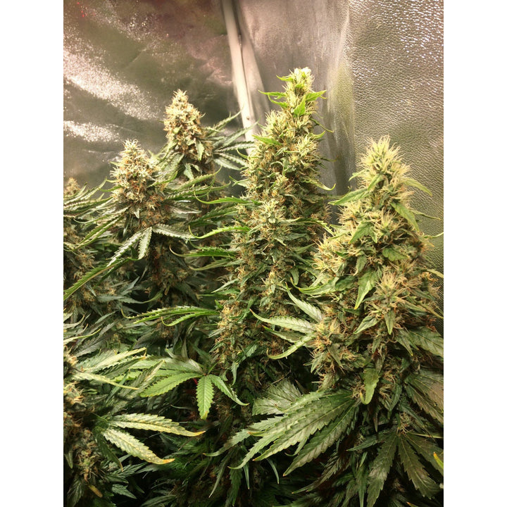 Gorilla Glue - Seedstockers - Bloommart Colombia